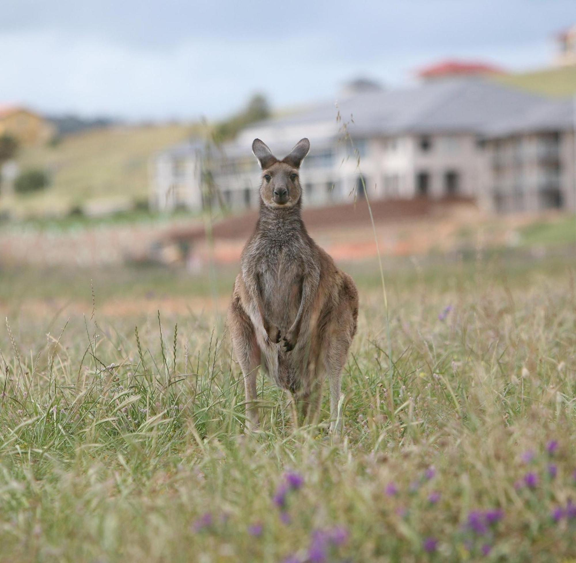Lady Bay Hotel Normanville Dış mekan fotoğraf